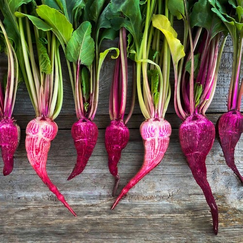 She Grows Veg Beetroot Red Toad Seeds thumbnail 2