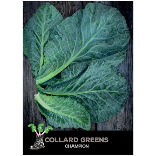 She Grows Veg  Collard Greens Champion Seeds