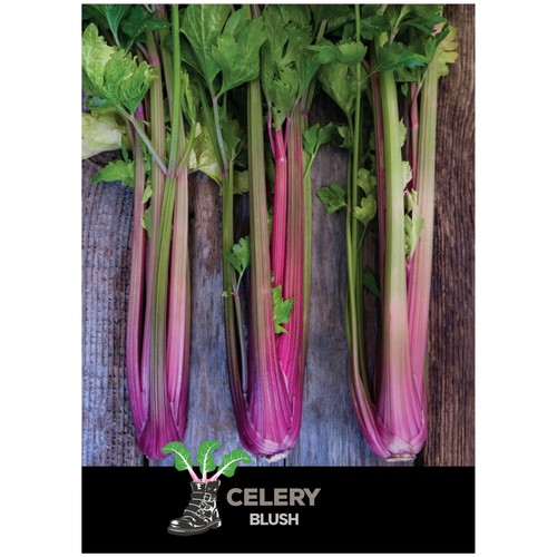 She Grows Veg Celery Blush Seeds