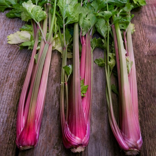 She Grows Veg Celery Blush Seeds thumbnail 2