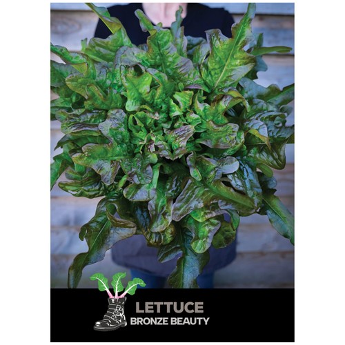 She Grows Veg Lettuce Bronze Beauty Seeds