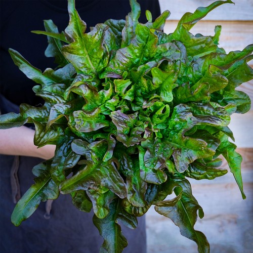 She Grows Veg Lettuce Bronze Beauty Seeds thumbnail 2