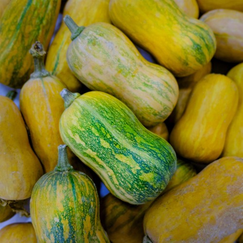 She Grows Veg Butternut Squash Honeynut Seeds thumbnail 2
