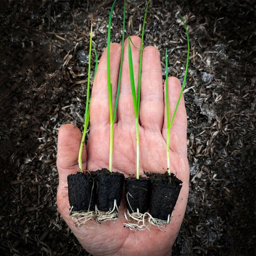 She Grows Veg Leek Bleu de Solaise Seeds thumbnail 2