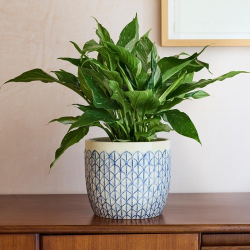 Burgon & Ball Collectors Indoor Pot 18cm Creme Geo thumbnail 3