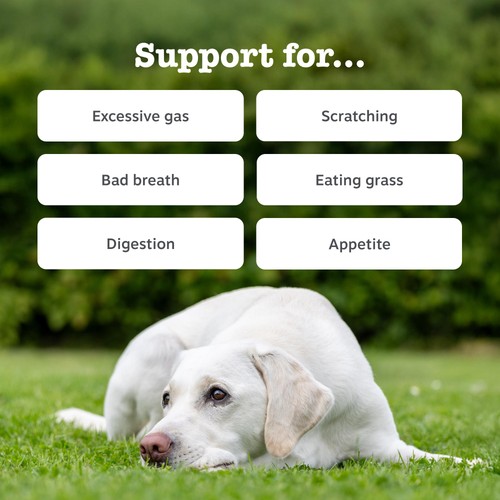 Zesty Paws Probiotic Dog Chews Pumpkin Flavour thumbnail 3