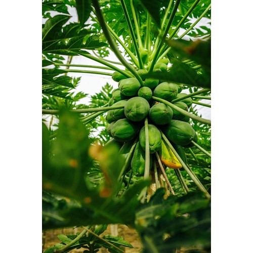 Bonnysa Extra Large Green Papaya thumbnail 3