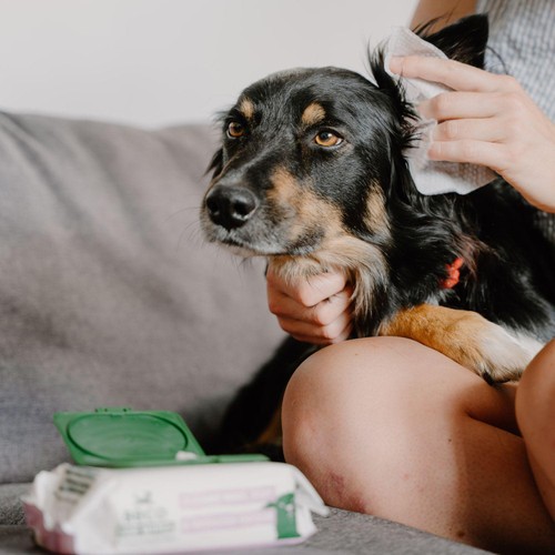 Beco Dog Ear Wipes 70 Pack thumbnail 3