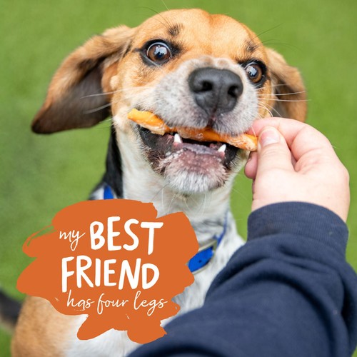 Battersea Chicken Wrapped Carrot Sticks thumbnail 4