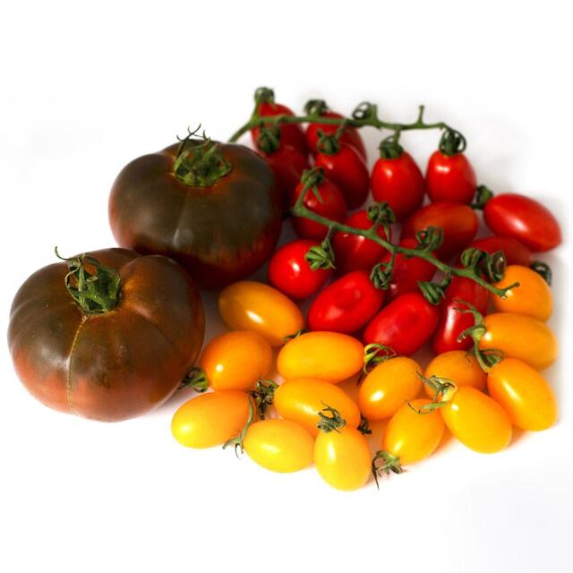 Natoora Seasonal Tomato Selection