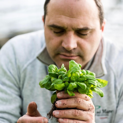 Fresh Pasta Co Pesto Genovese Basil Pesto Sauce thumbnail 4
