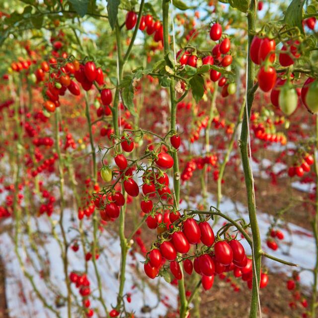 Natoora Sicilian Heritage Tomato Duo thumbnail 3