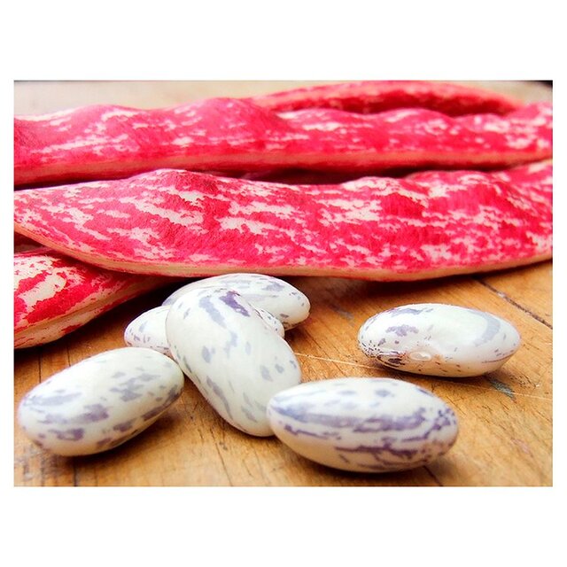 Natoora Italian Borlotti Beans thumbnail 2