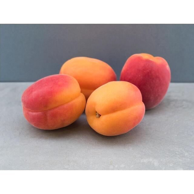 Natoora Fresh Apricots thumbnail 3