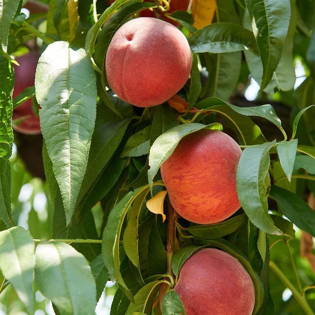 Natoora Italian Large Ripe White Peaches thumbnail 4