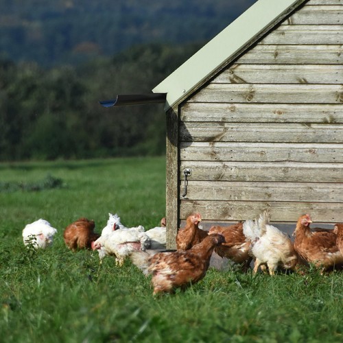 Daylesford Organic Free Range Medium Eggs thumbnail 4