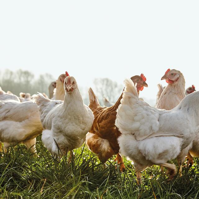 Daylesford Organic Free Range Medium Eggs thumbnail 4