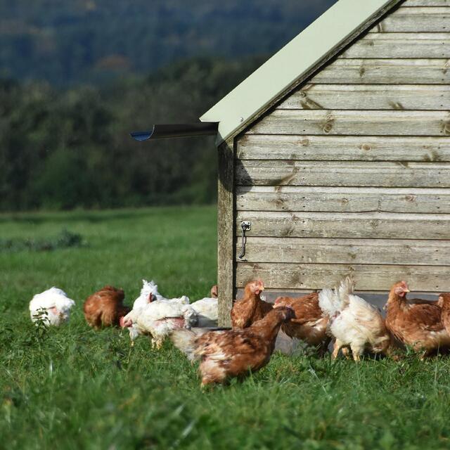 Daylesford Organic Free Range Medium Eggs thumbnail 5
