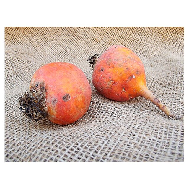 Natoora Golden Beetroot thumbnail 2
