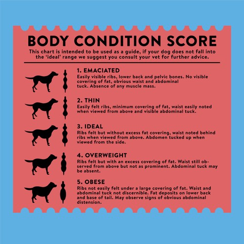 Wagg Meaty Goodness Dry Dog Food Beef thumbnail 7