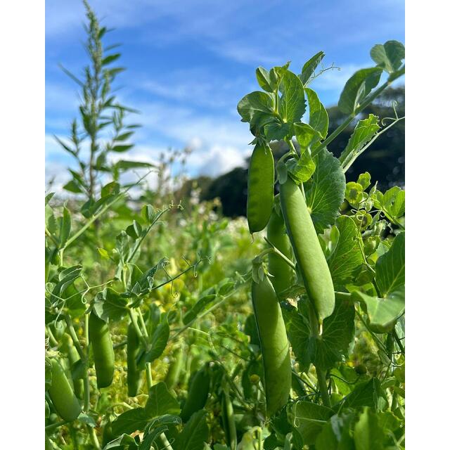 Natoora Fresh Italian Peas thumbnail 2