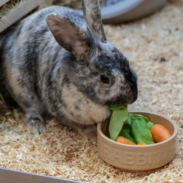Mason Cash Lettered Rabbit Bowl, 13cm thumbnail 3