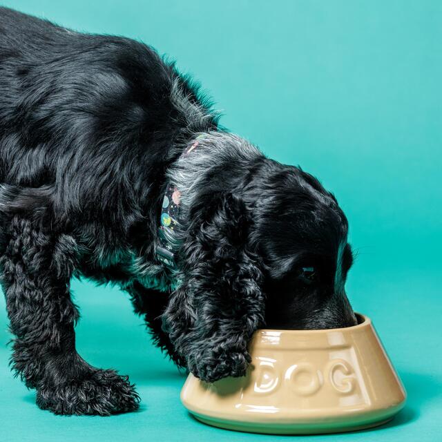 Mason Cash Lettered Dog Non Tip Bowl 21cm thumbnail 3