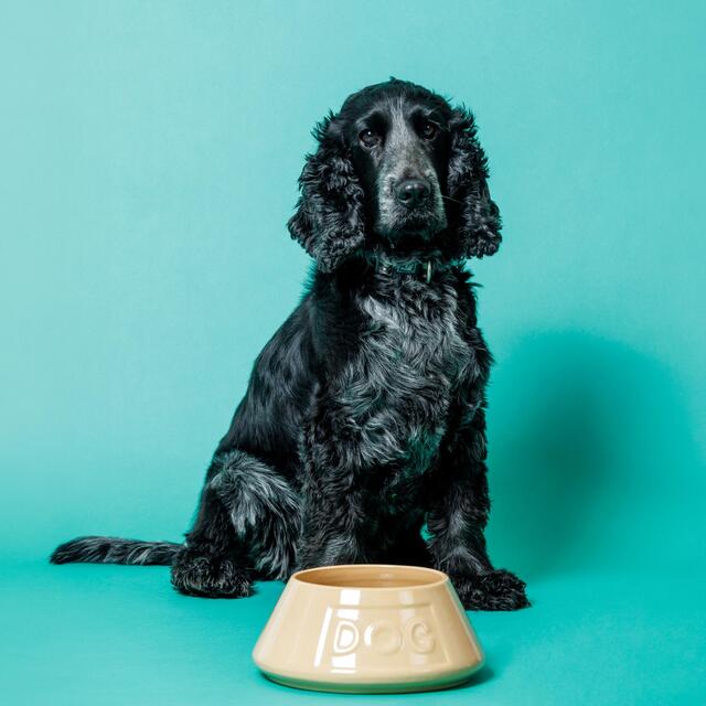 Mason Cash Lettered Dog Non Tip Bowl 21cm thumbnail 5