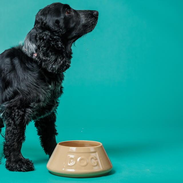 Mason Cash Lettered Dog Non Tip Bowl 21cm thumbnail 7