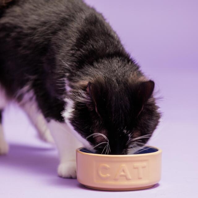 Mason Cash Cane/Blue Lettered Cat Bowl 13cm thumbnail 4