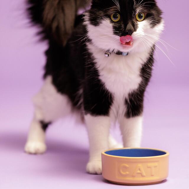 Mason Cash Cane/Blue Lettered Cat Bowl 13cm thumbnail 5