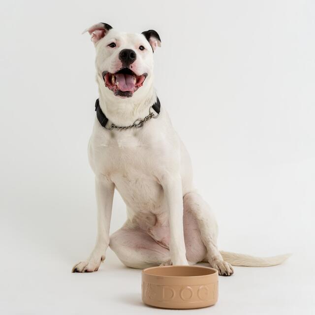 Mason Cash Lettered Dog Bowl 18cm thumbnail 2