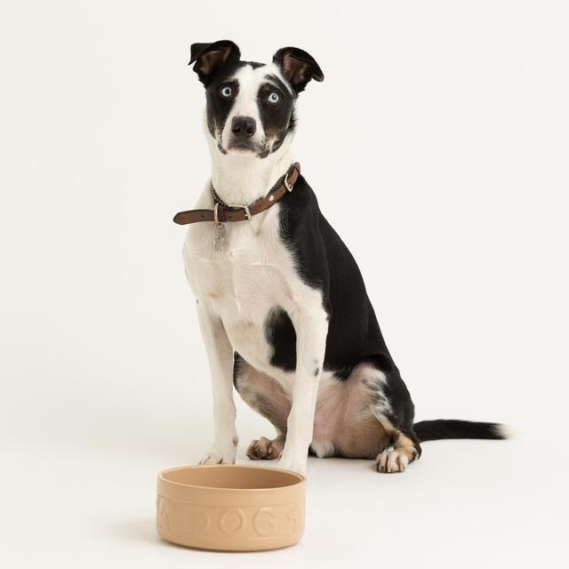 Mason Cash Lettered Dog Bowl 18cm thumbnail 4