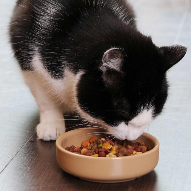 Mason Cash Cane Cat Saucer 13cm thumbnail 2