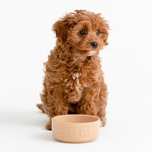 Mason Cash Lettered Dog Bowl 13cm thumbnail 2