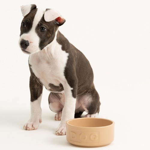 Mason Cash Lettered Dog Bowl 13cm thumbnail 3