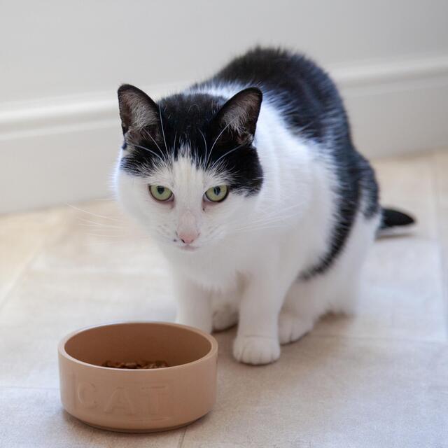 Mason Cash Cane Lettered Cat Bowl 13cm thumbnail 3