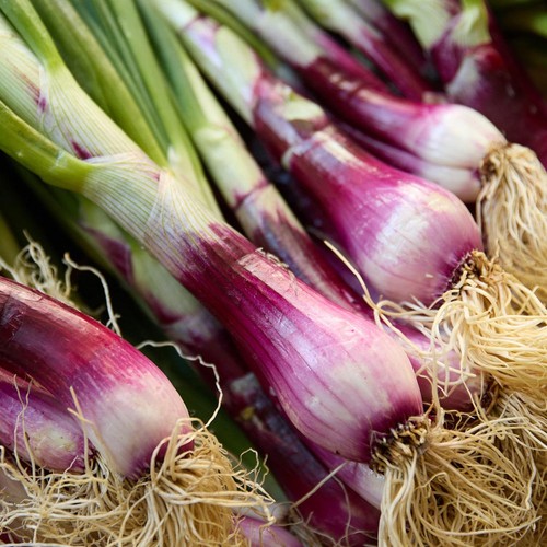Natoora Fresh Tropea Onions thumbnail 2