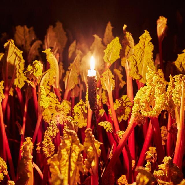 Natoora British Outdoor Rhubarb thumbnail 2