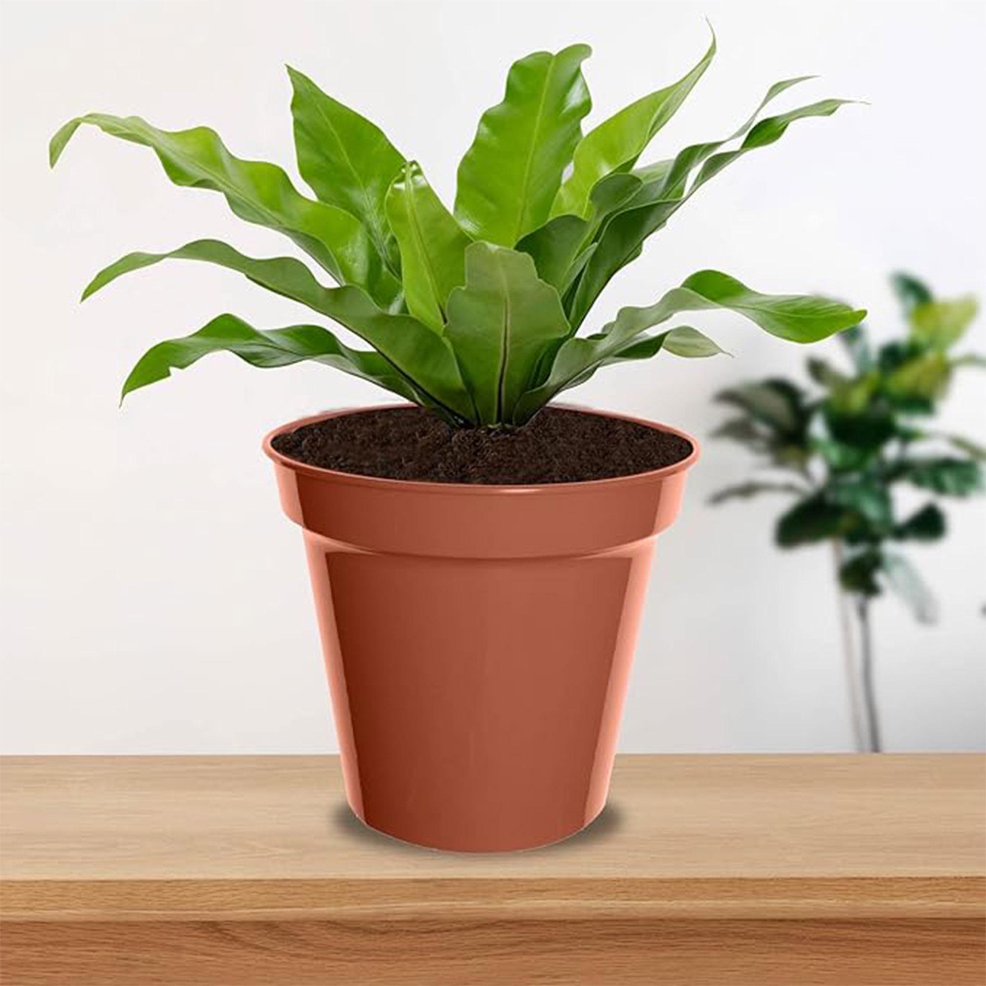 Whitefurze Pack of 3 15cm Plastic Pot thumbnail 3