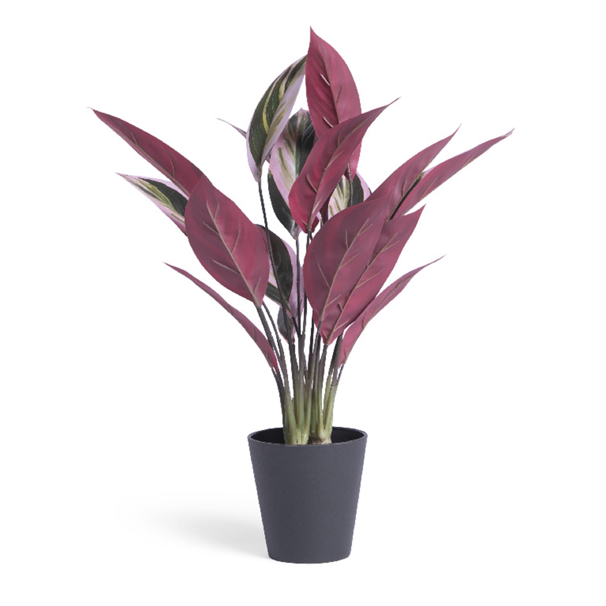 Habitat Artificial Large Stromanthe Tricolor Plant