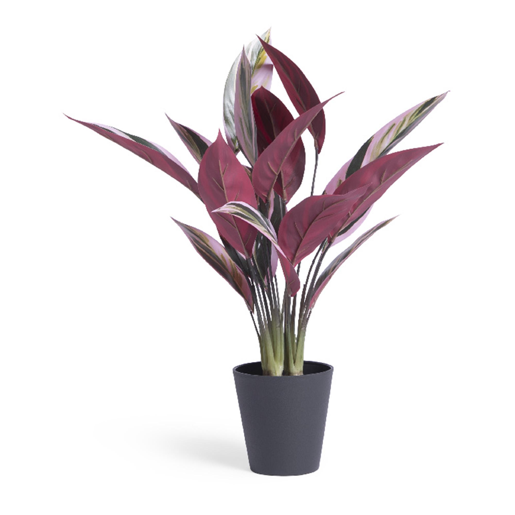Habitat Artificial Large Stromanthe Tricolor Plant thumbnail 3