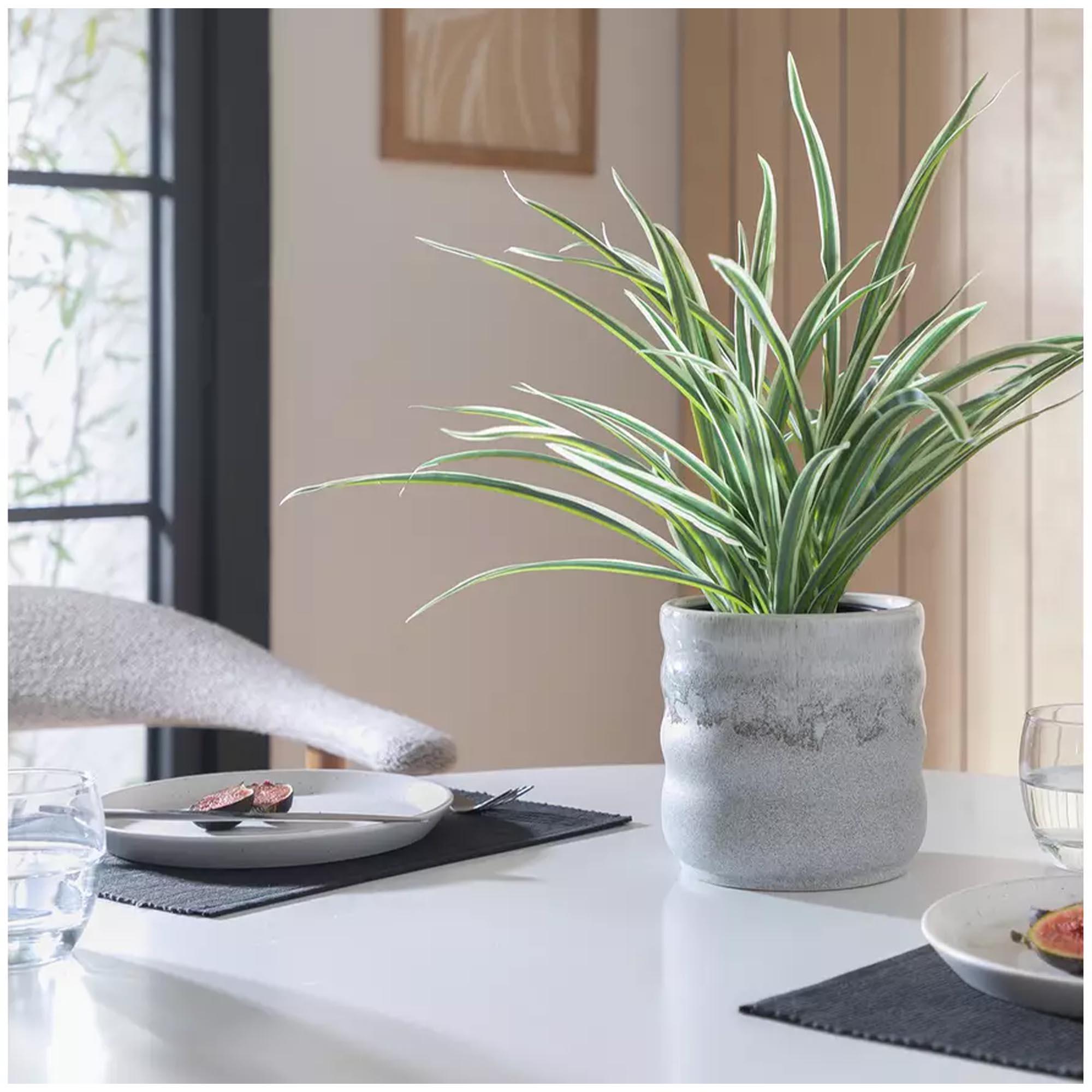 Sainsbury's Home Large Faux Spider Plant - Green thumbnail 2