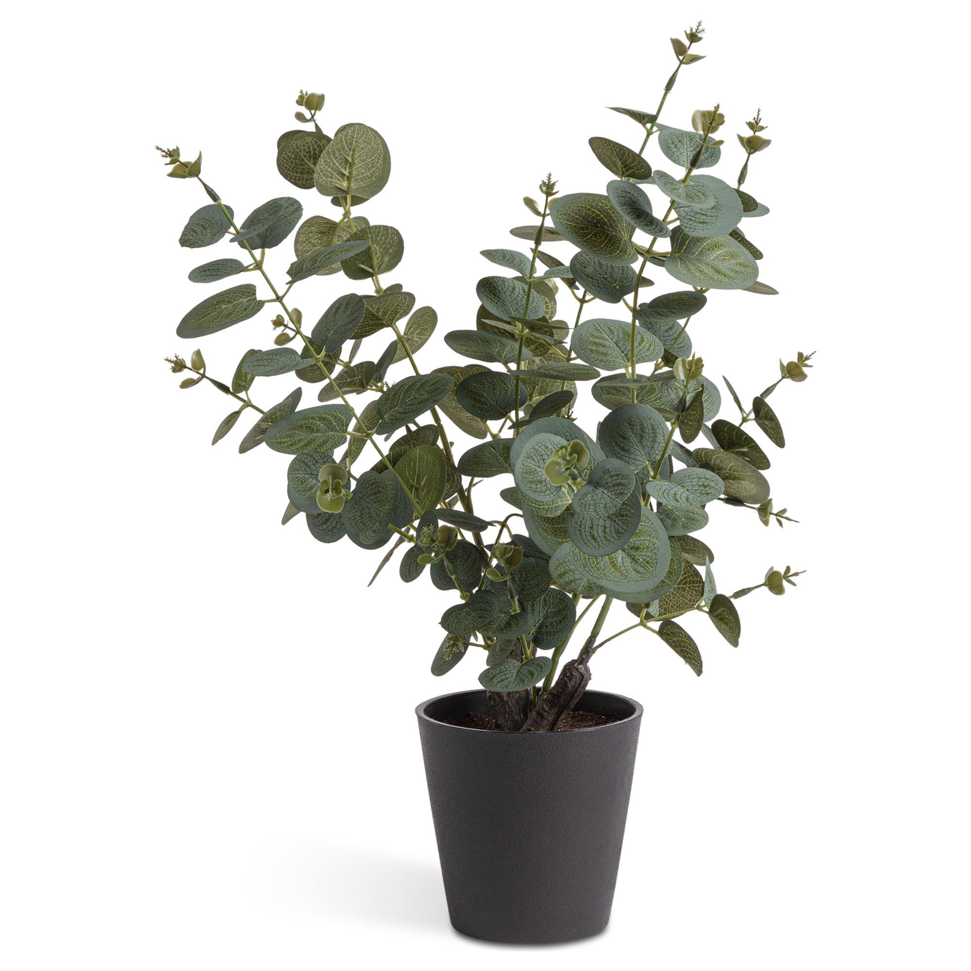 Habitat Artificial Large Eucalyptus Plant in Matte Black Pot