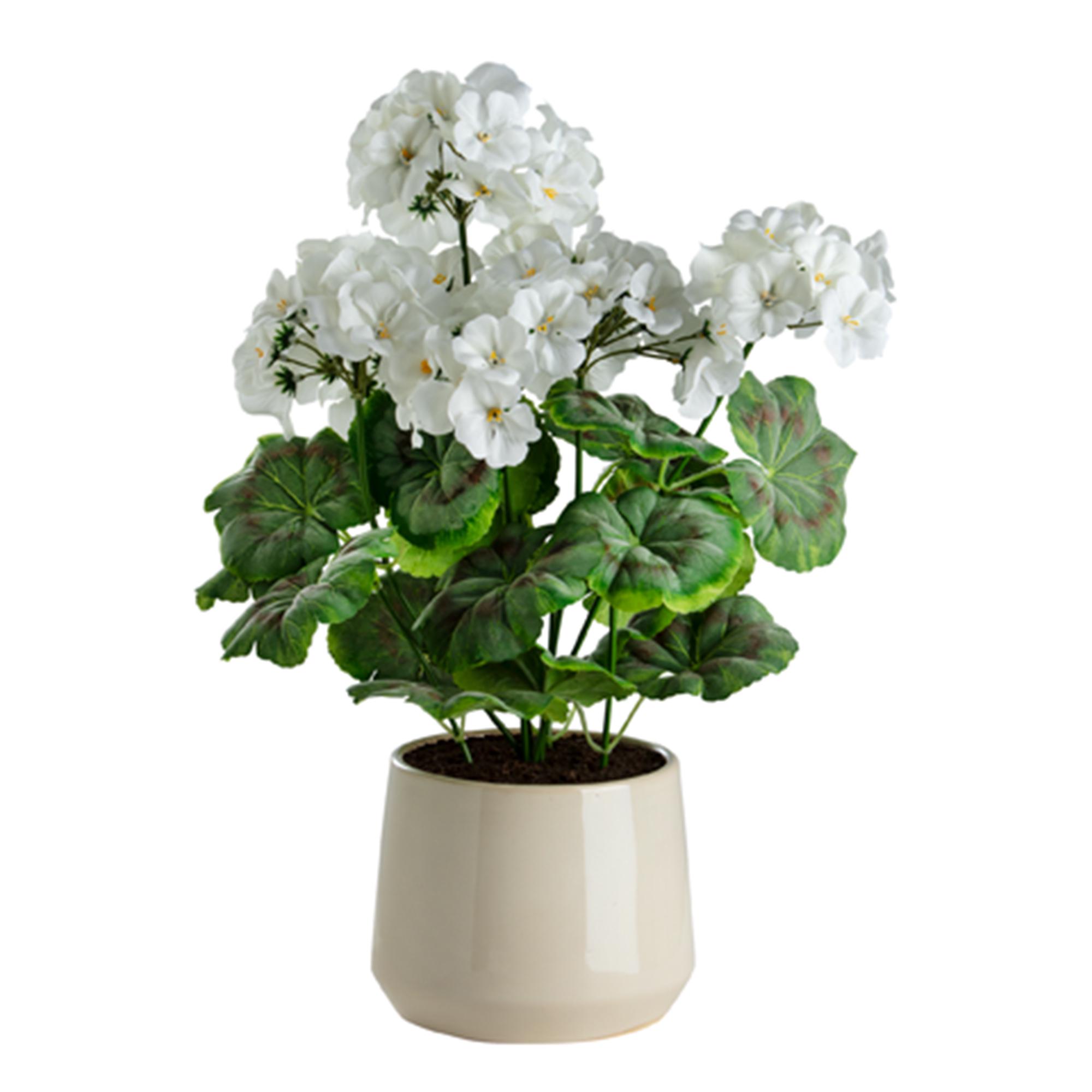 Sainsbury's Home Geranium in Ceramic Pot