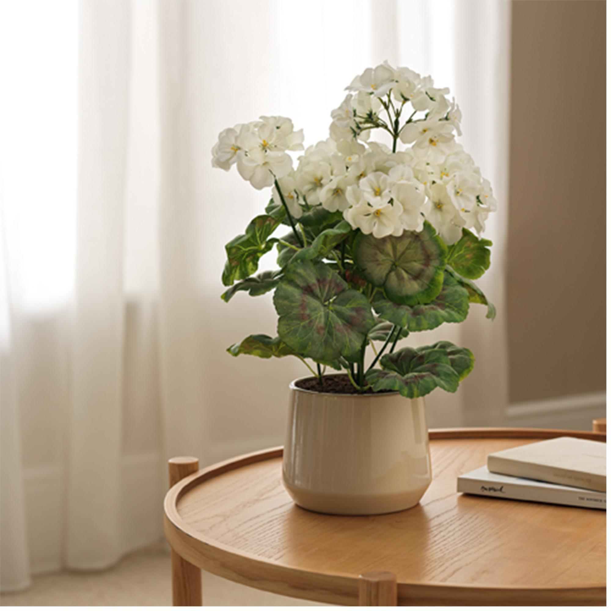 Sainsbury's Home Geranium in Ceramic Pot thumbnail 2
