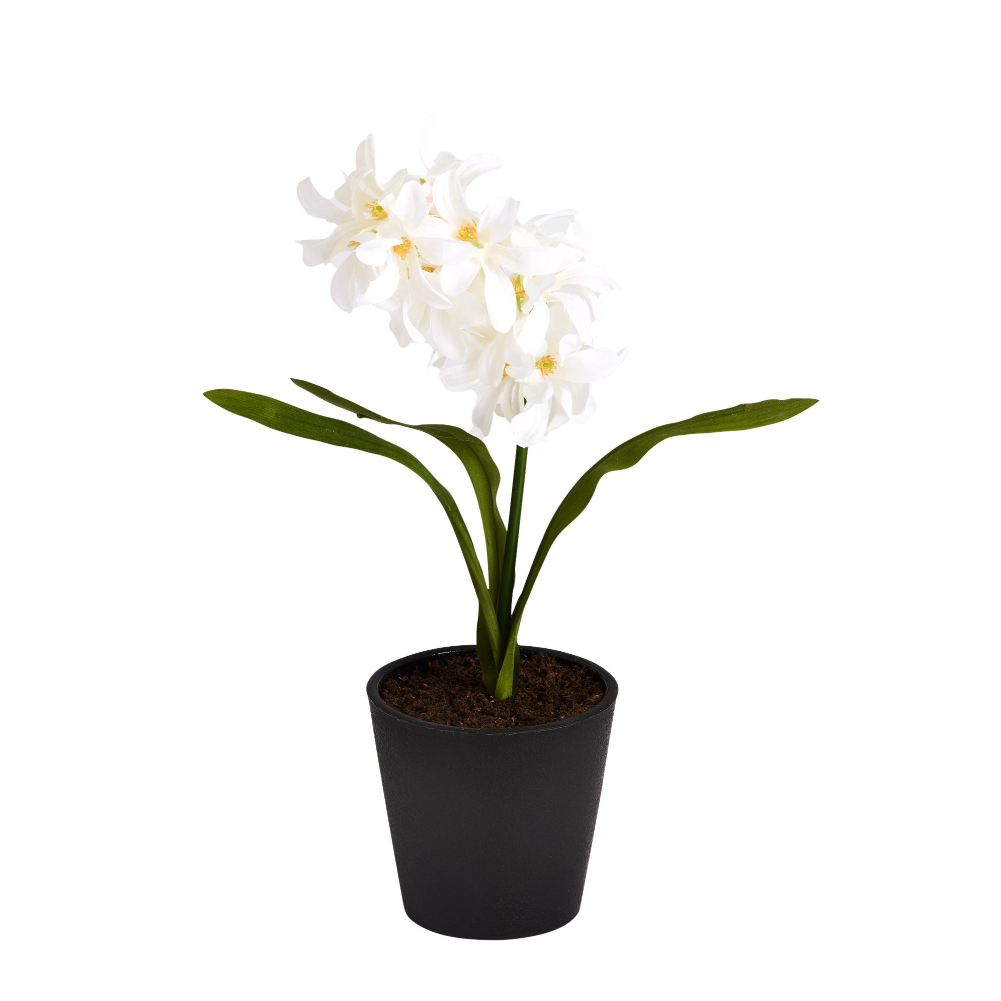 Sainsburys Home Small Hyacinth in Plastic Pot