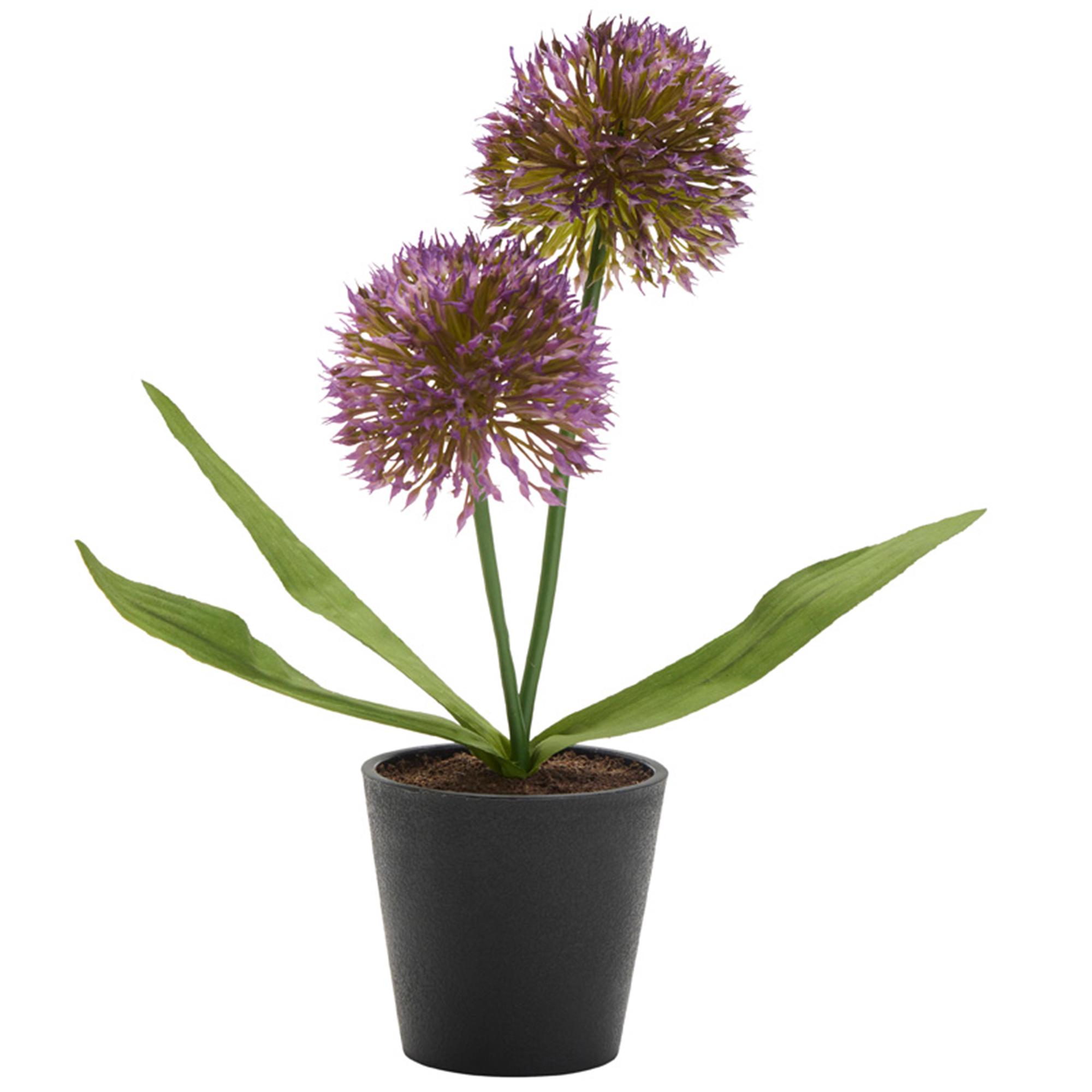 Sainsbury's Home Small Primula in Plastic Pot