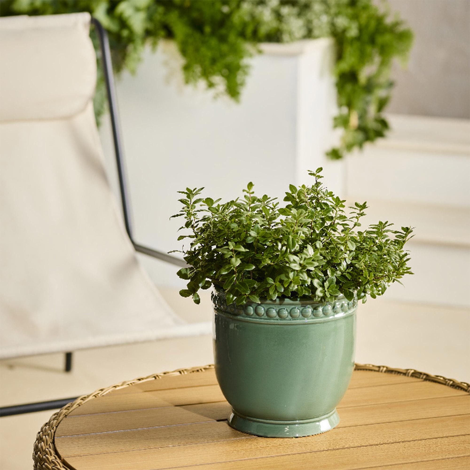 Sainsbury's Home Bobble Scalloped Planter thumbnail 2