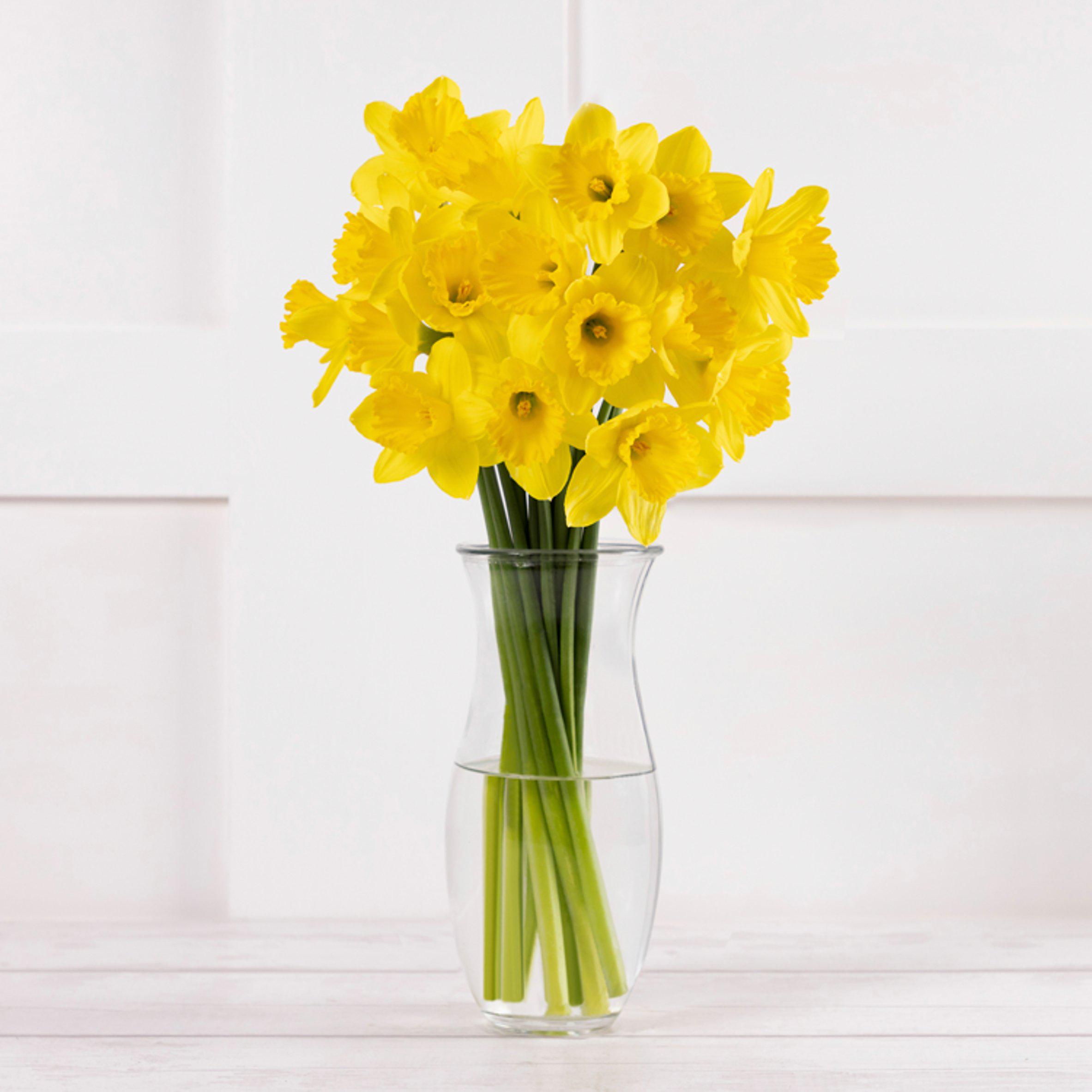 Daffodils